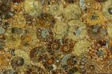 Composite Plate Of Agatized Ammonite Fossils #130562-1